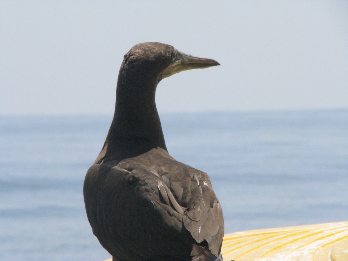 Brown Booby - ML596532561