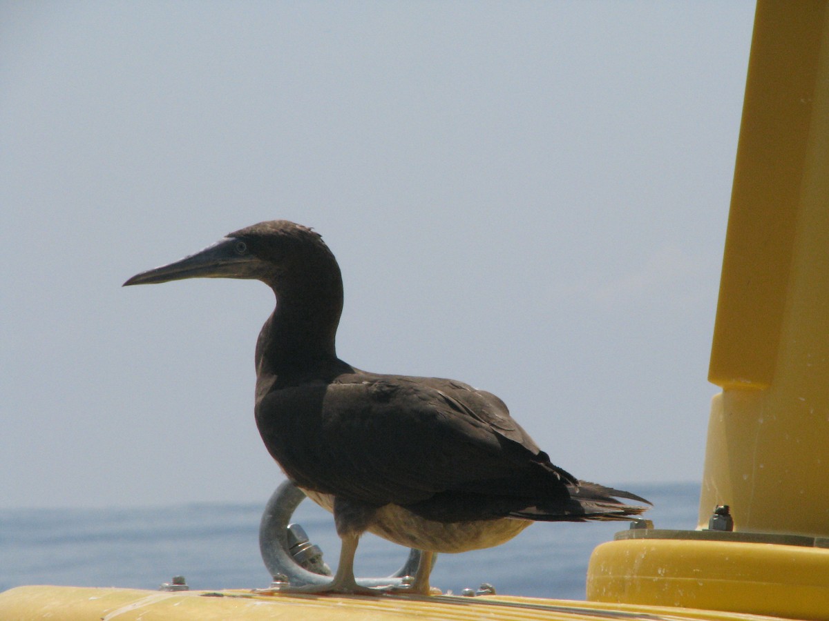 Brown Booby - ML596532571