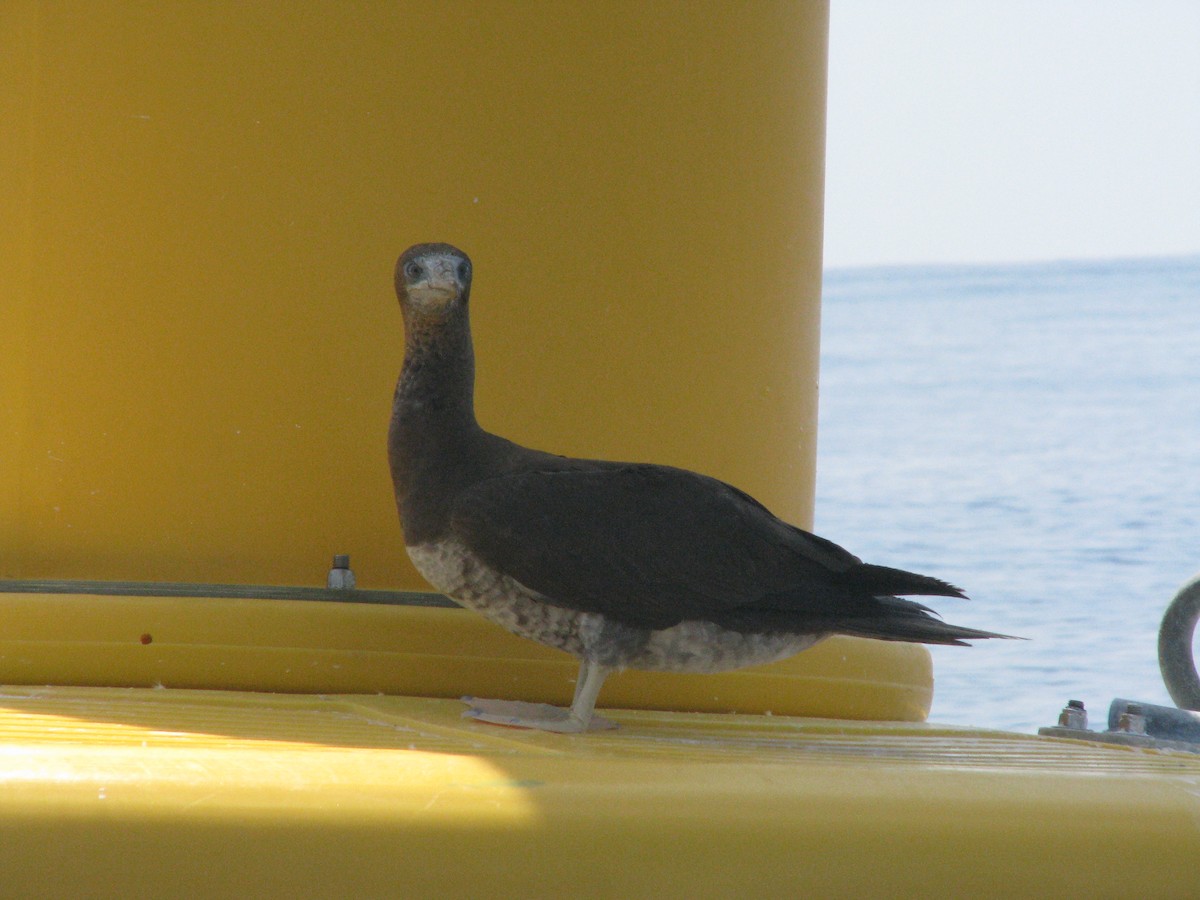 Brown Booby - ML596532601