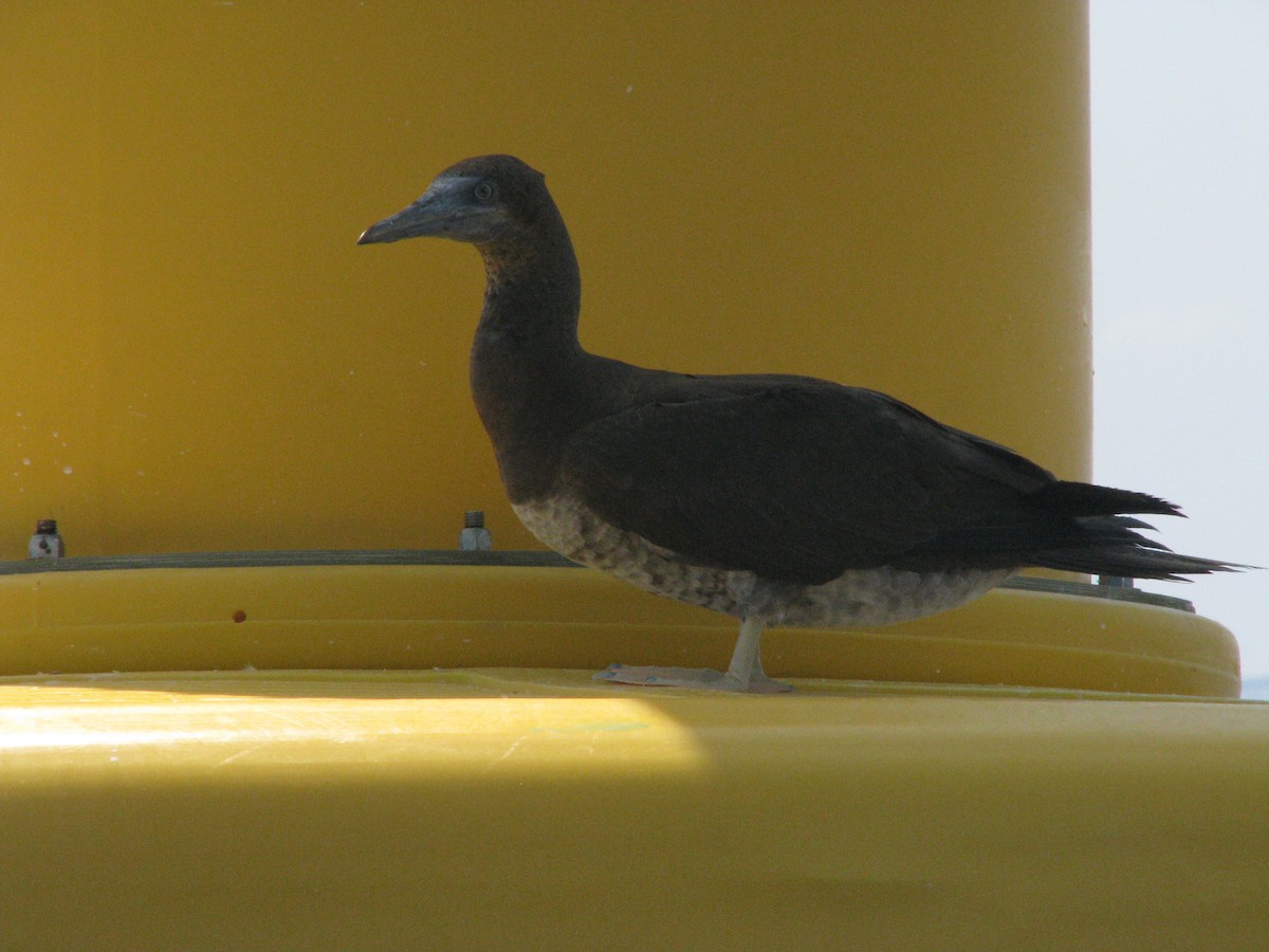 Brown Booby - ML596532611