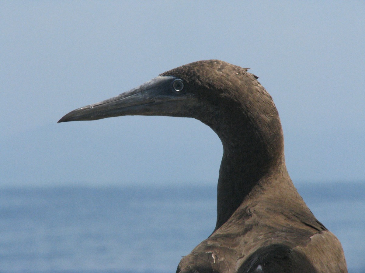 Brown Booby - ML596532621