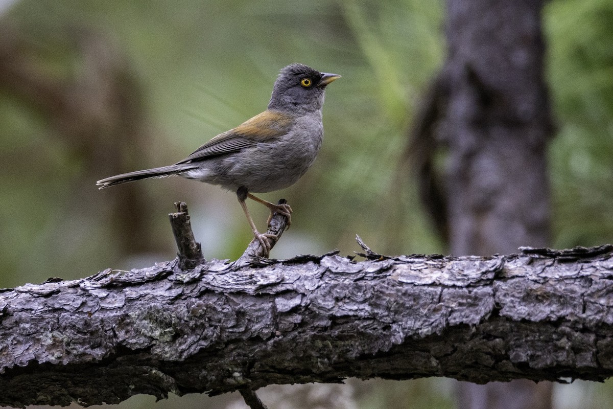 Yellow-eyed Junco - Sergio Rivero Beneitez