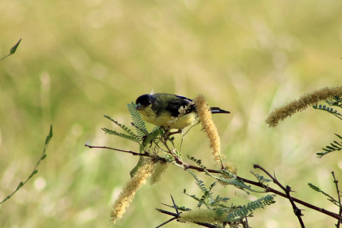 Lesser Goldfinch - ML596533191