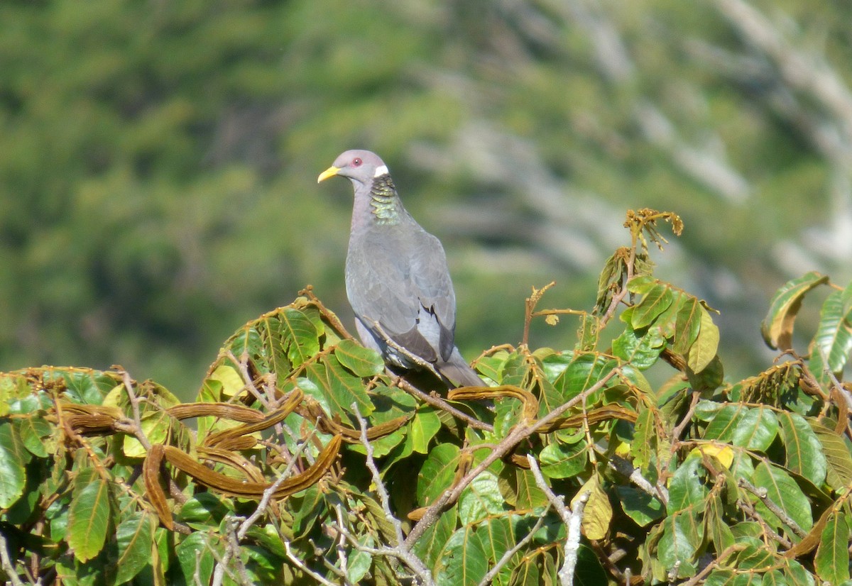 Band-tailed Pigeon - Magui Rojas