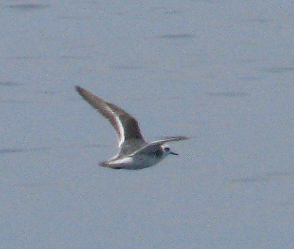 Red Phalarope - Nestor Herrera