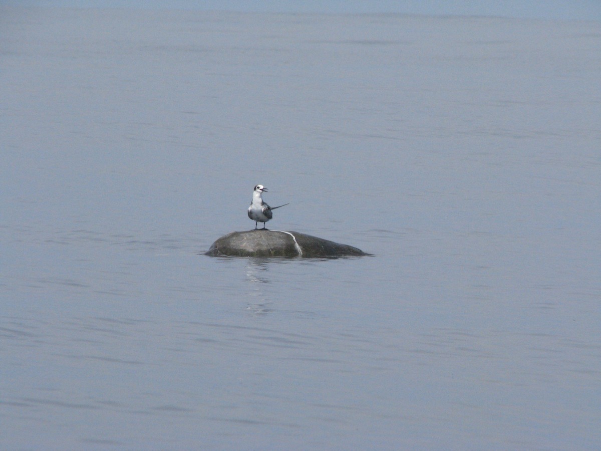 Black Tern - Nestor Herrera