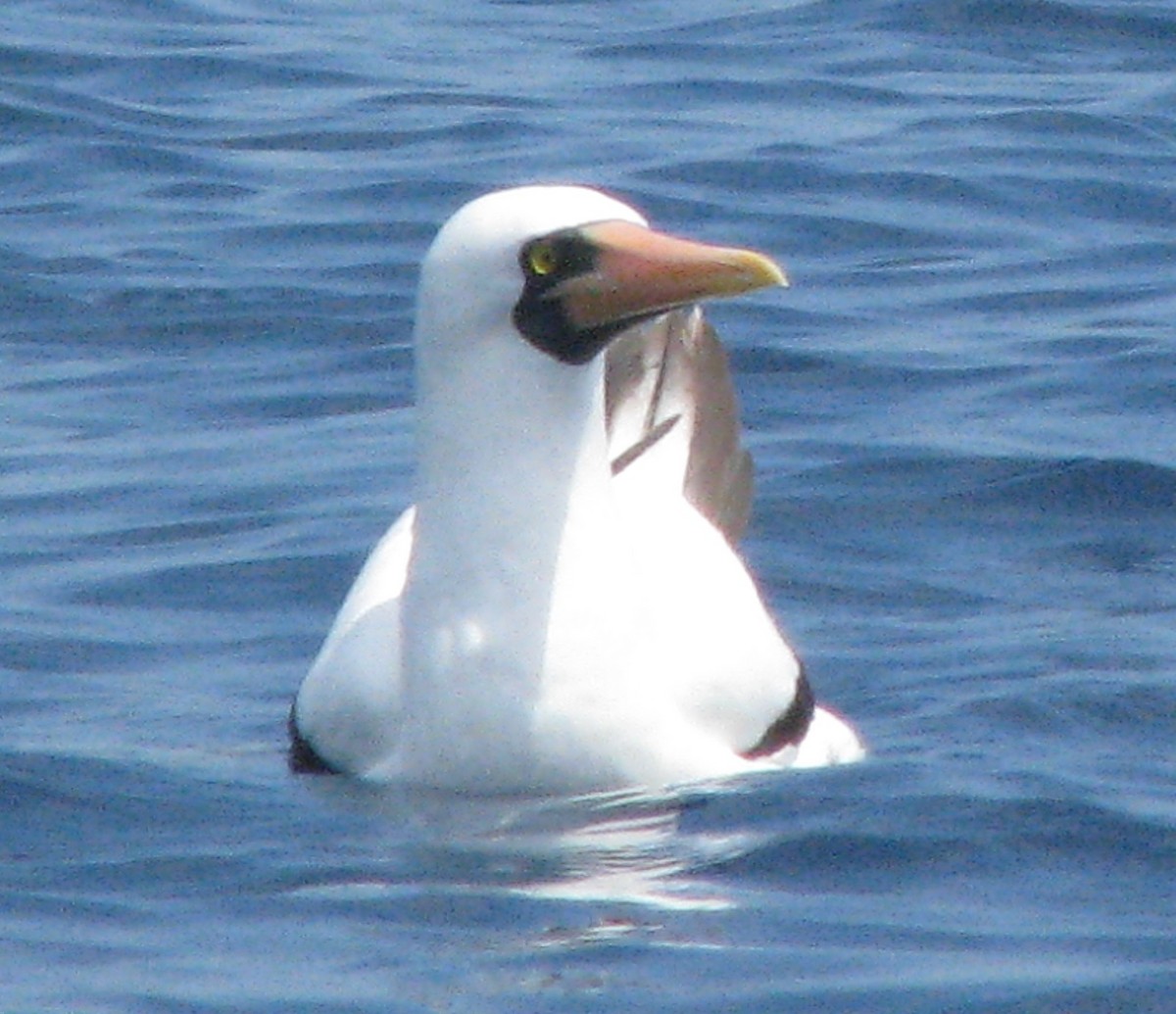 Nazca Booby - ML596535271