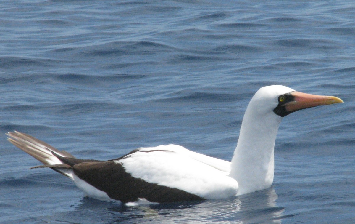 Nazca Booby - ML596535291