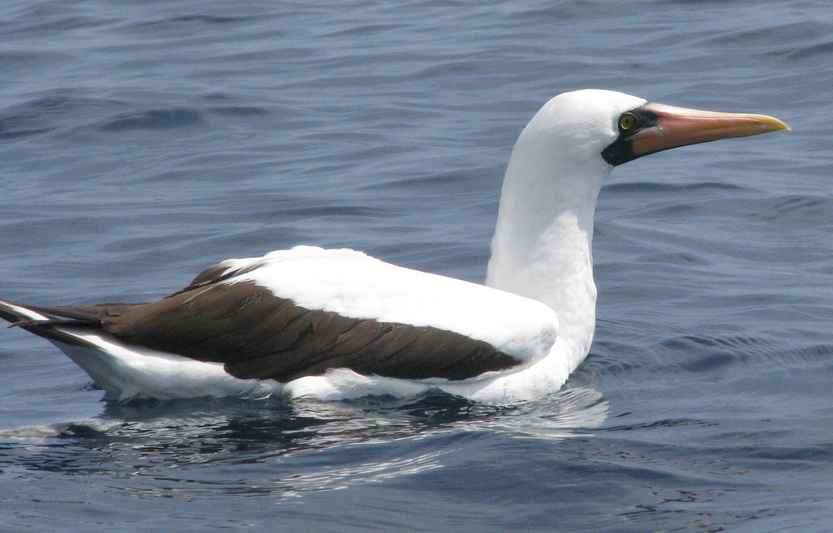 Nazca Booby - ML596535301