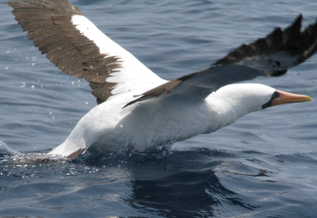 Nazca Booby - ML596535311