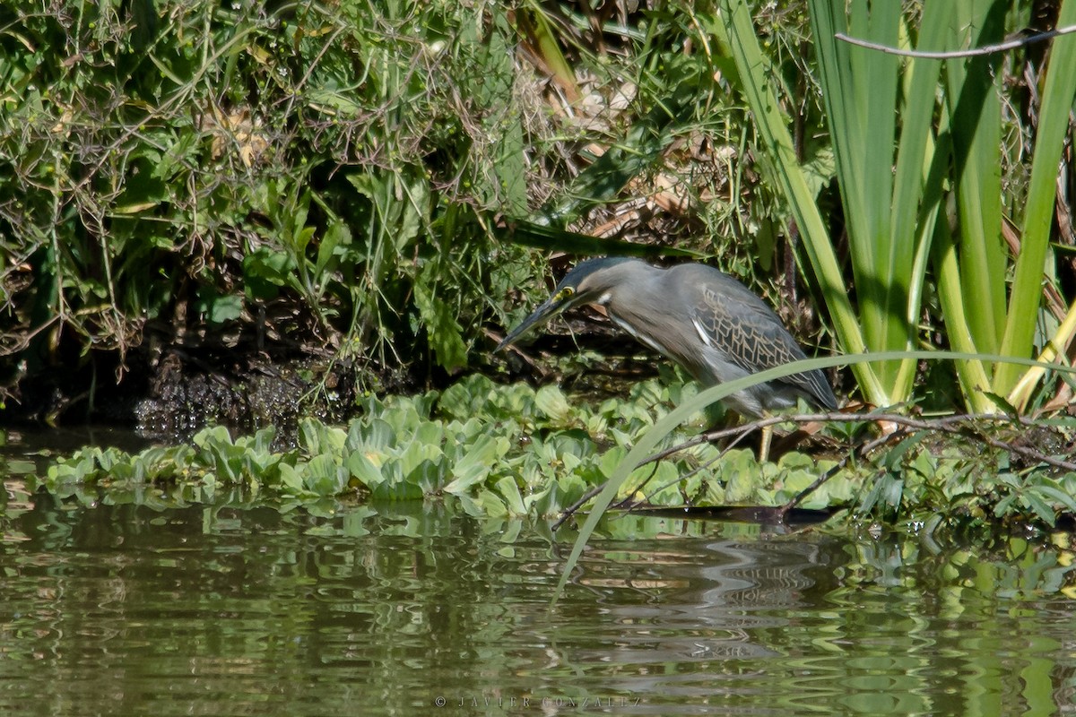 Striated Heron - ML596535531