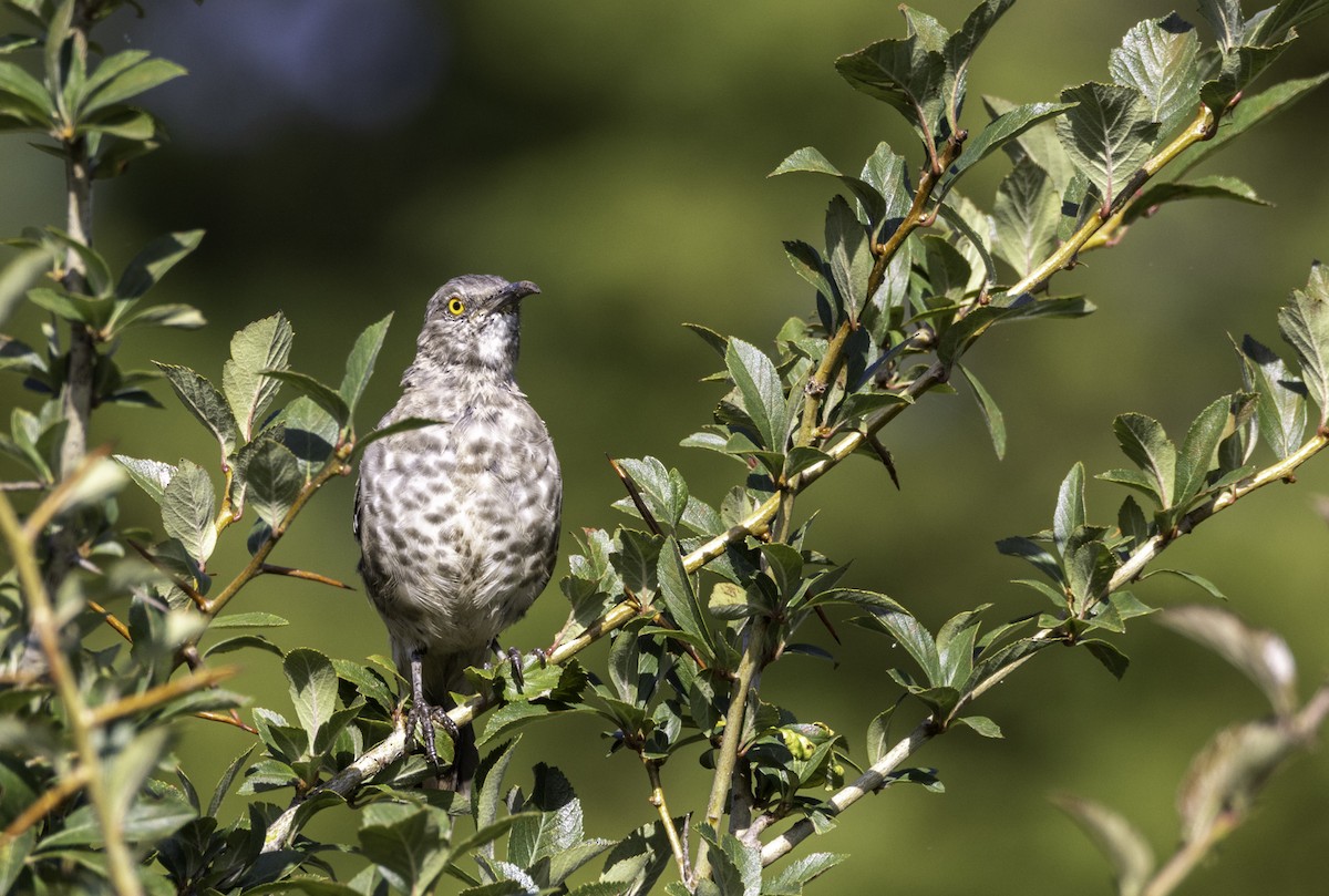 Curve-billed Thrasher - ML596536581