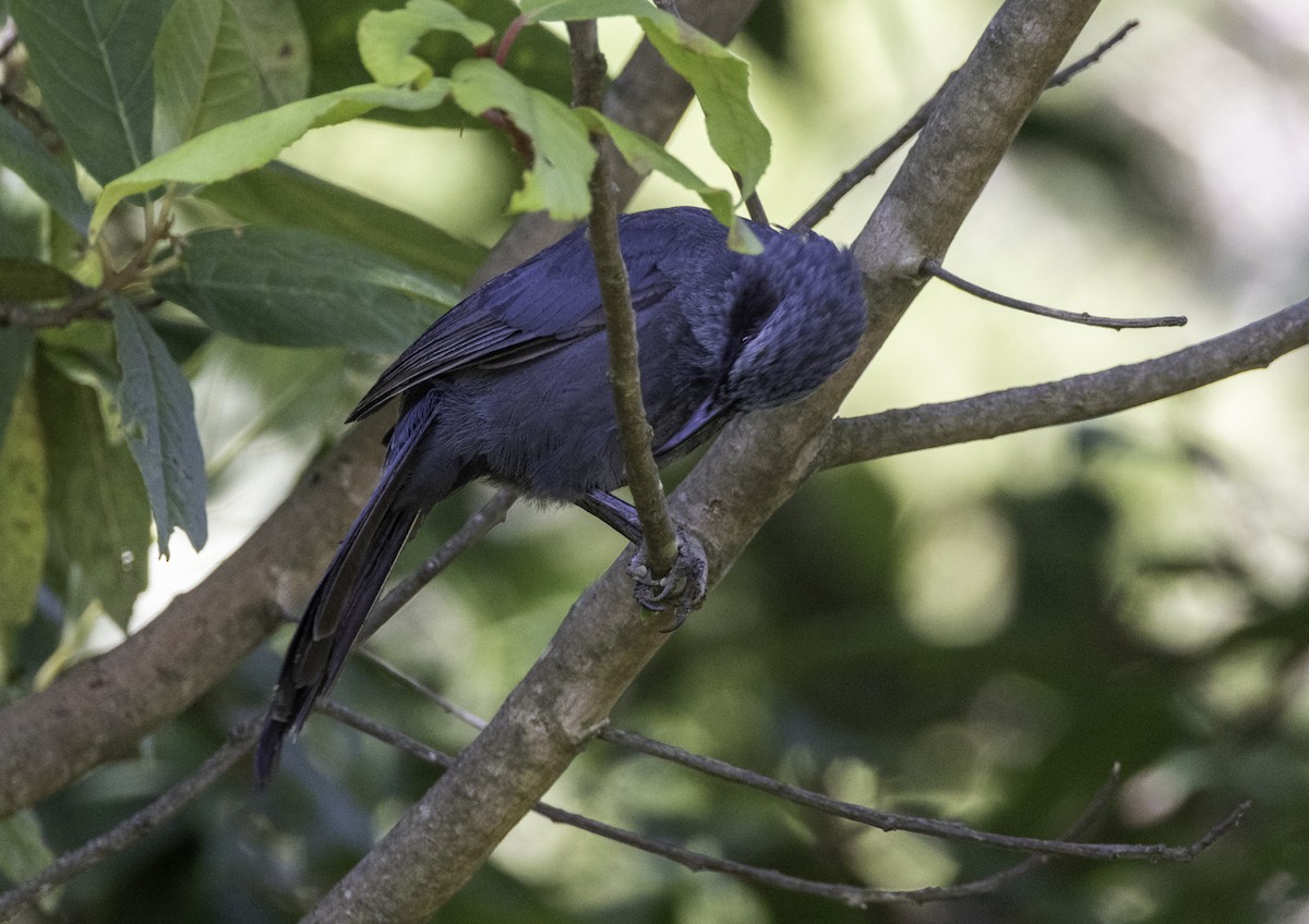 Mulato Azul - ML596536651