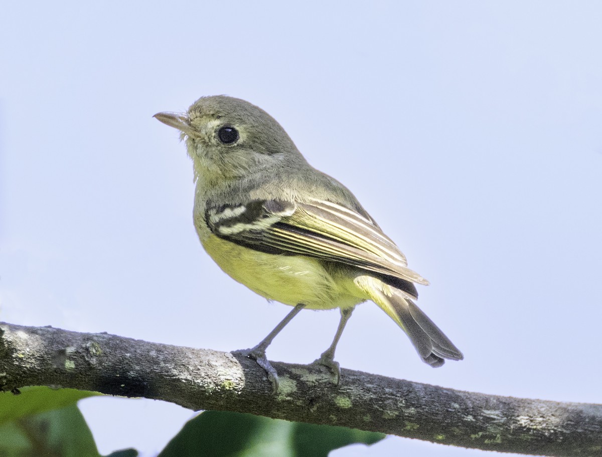 Vireo de Hutton - ML596536951