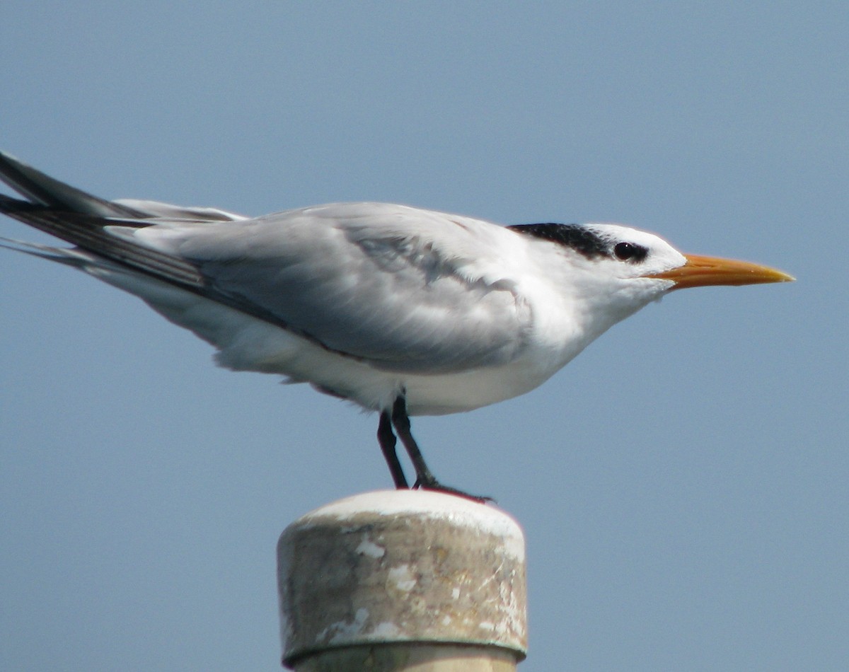 Royal Tern - ML596539241