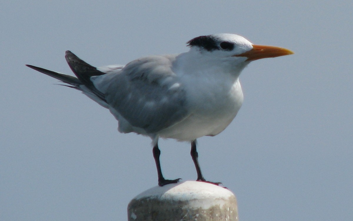 Royal Tern - ML596539251