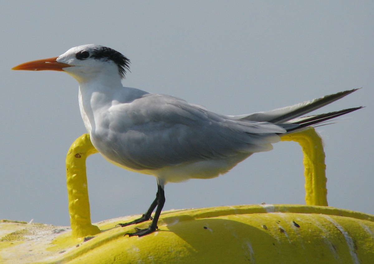 Royal Tern - ML596539281