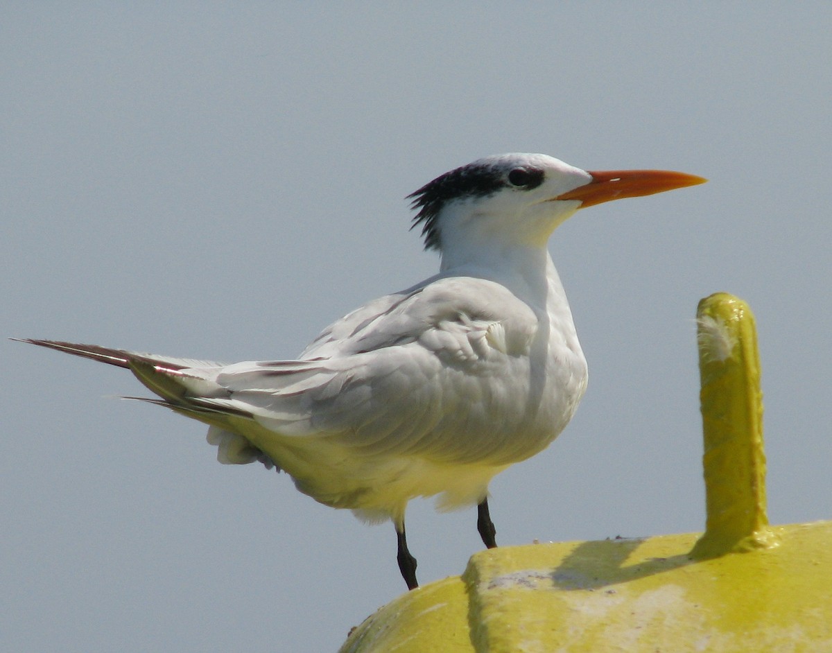 Royal Tern - ML596539291