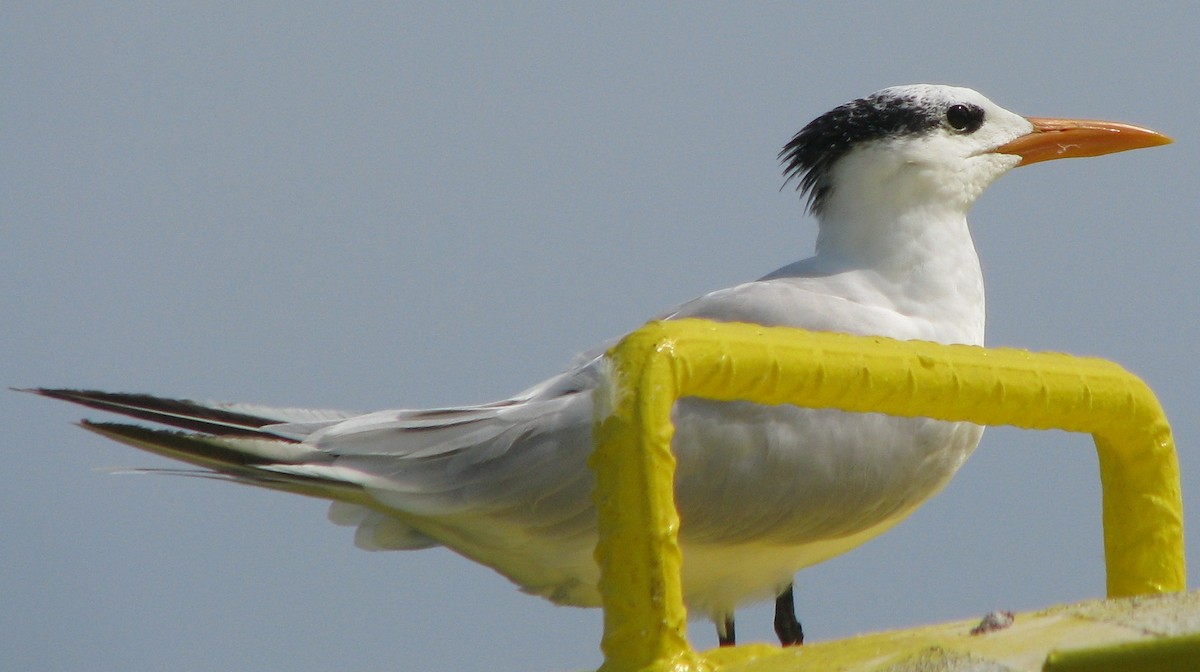 Royal Tern - ML596539301