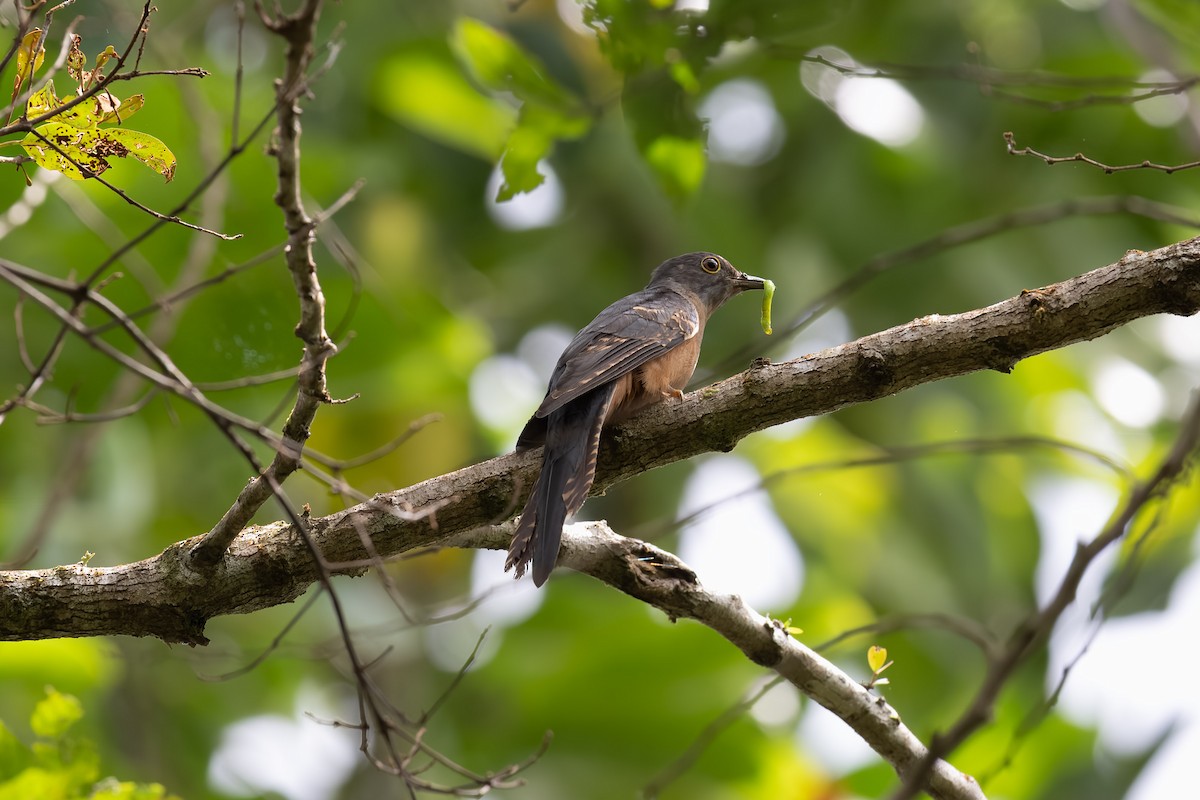 Brush Cuckoo (Sulawesi) - ML596539351