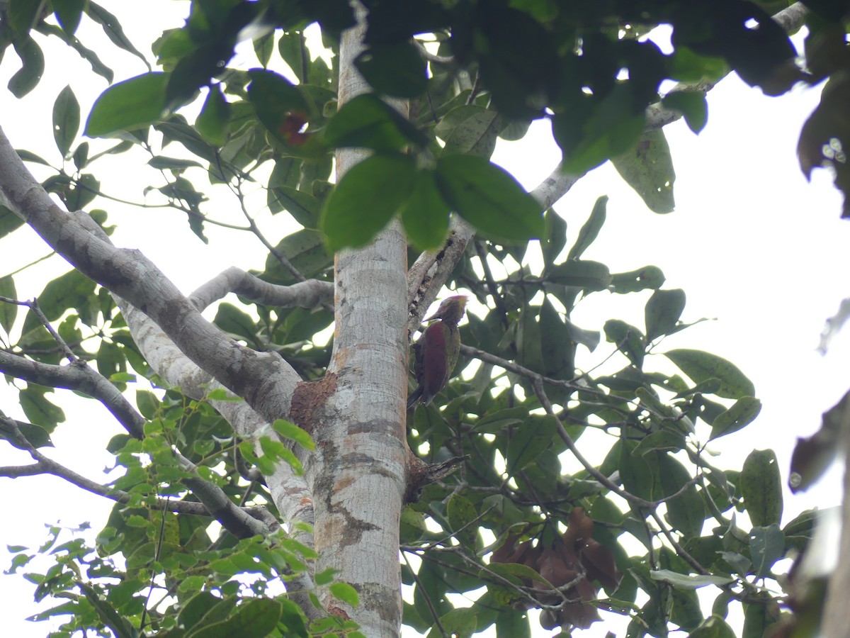 Crimson-winged Woodpecker - Yeo Yee Ling