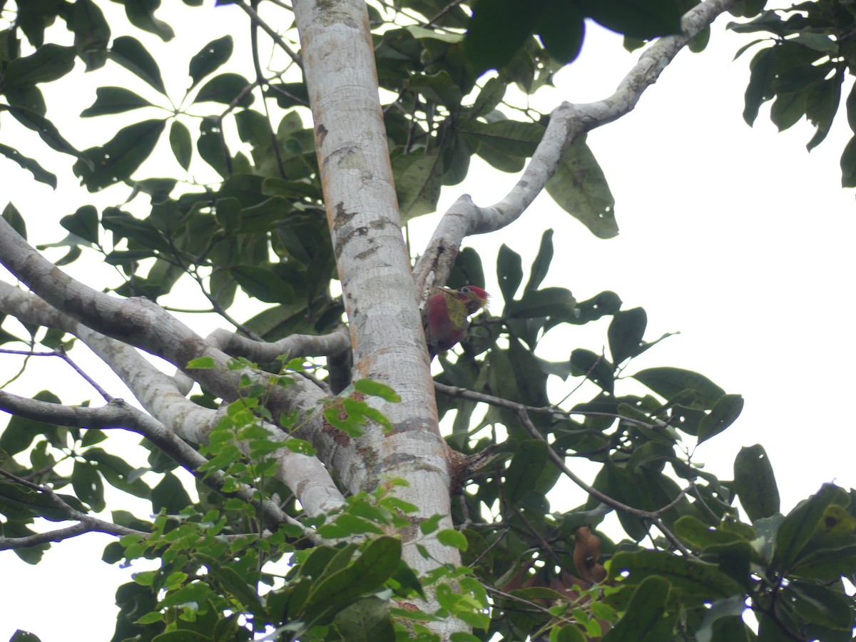 Crimson-winged Woodpecker - ML59654021