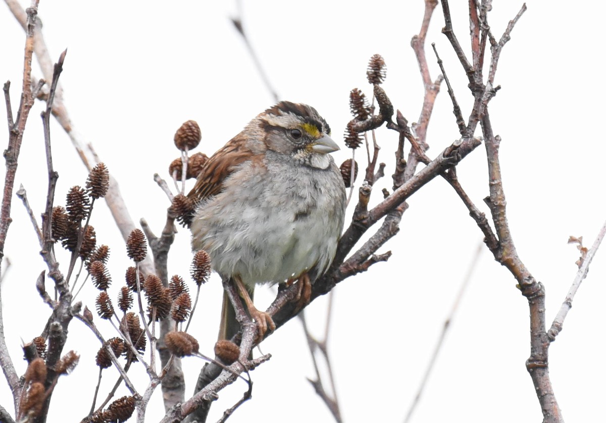 White-throated Sparrow - Kathy Marche