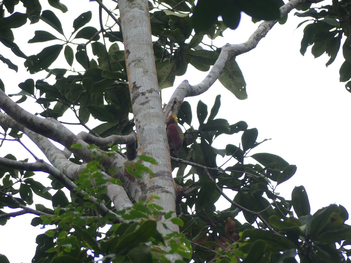 Crimson-winged Woodpecker - ML59654071