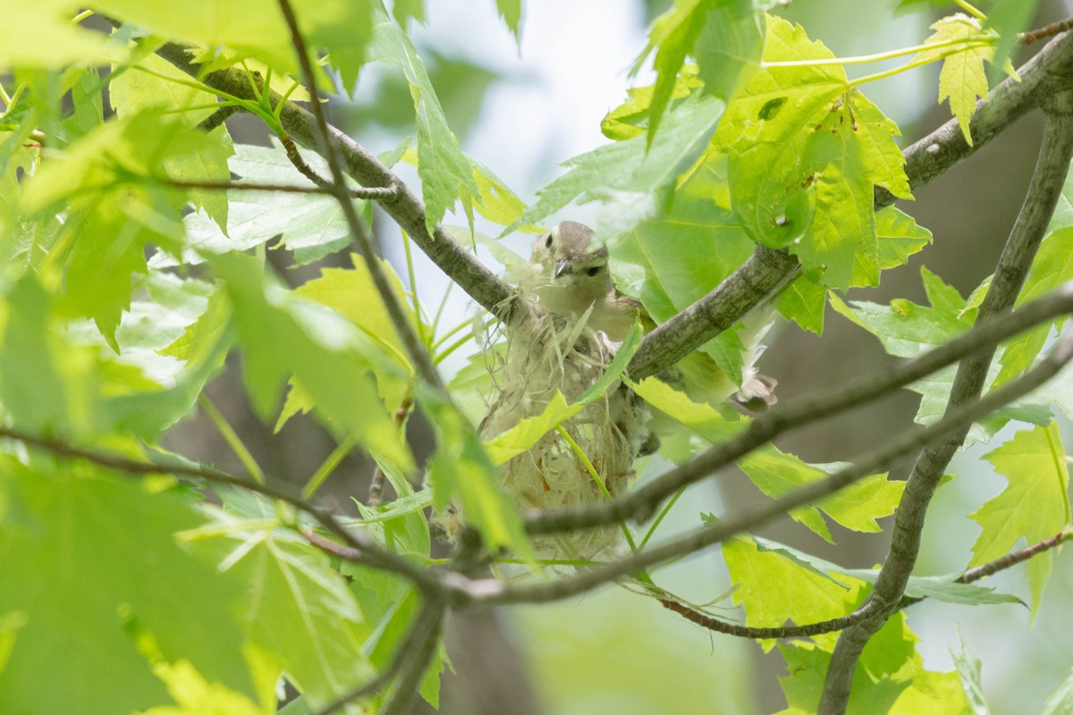 Warbling Vireo - ML596541111