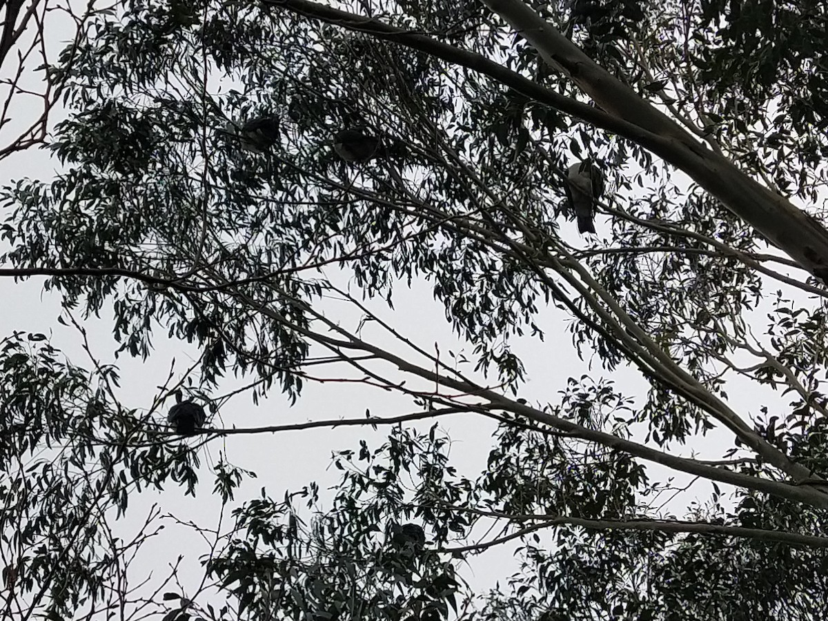 New Zealand Pigeon - ML596541691