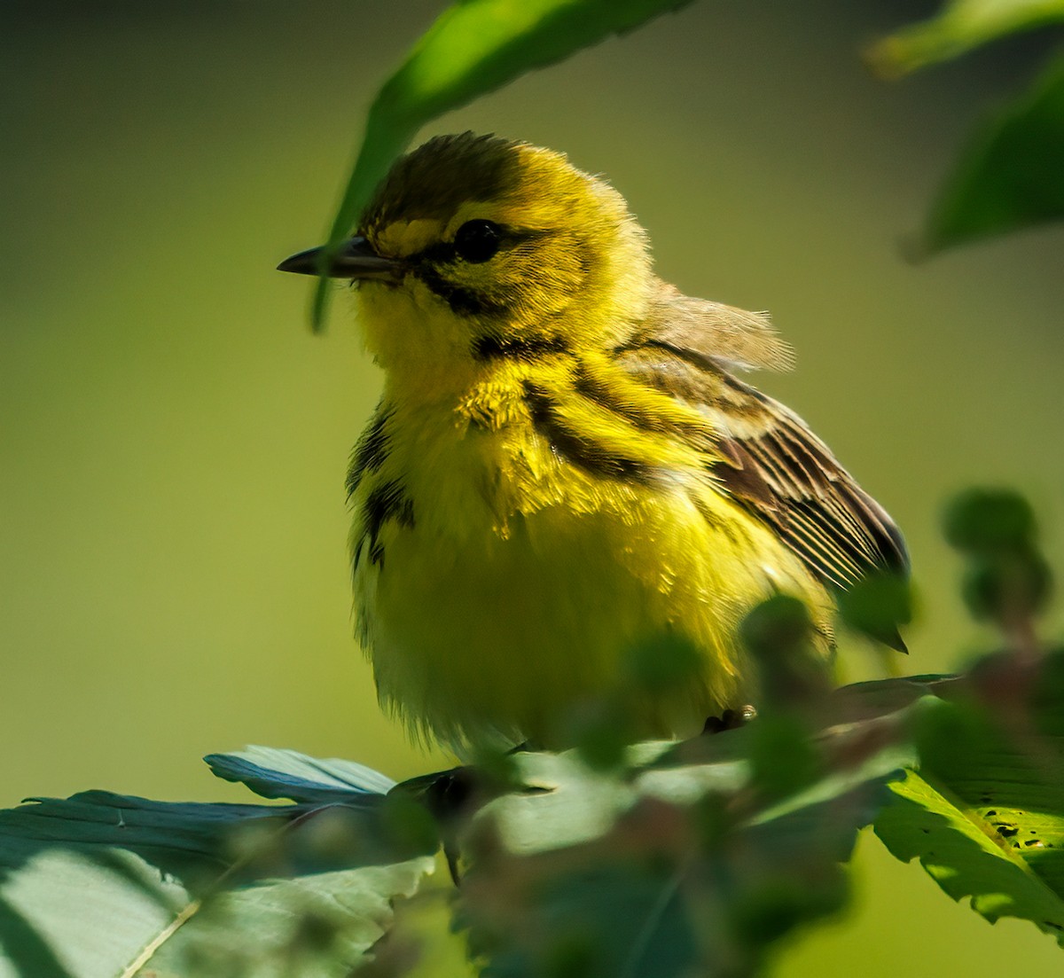 Prairie Warbler - Debbie Lombardo