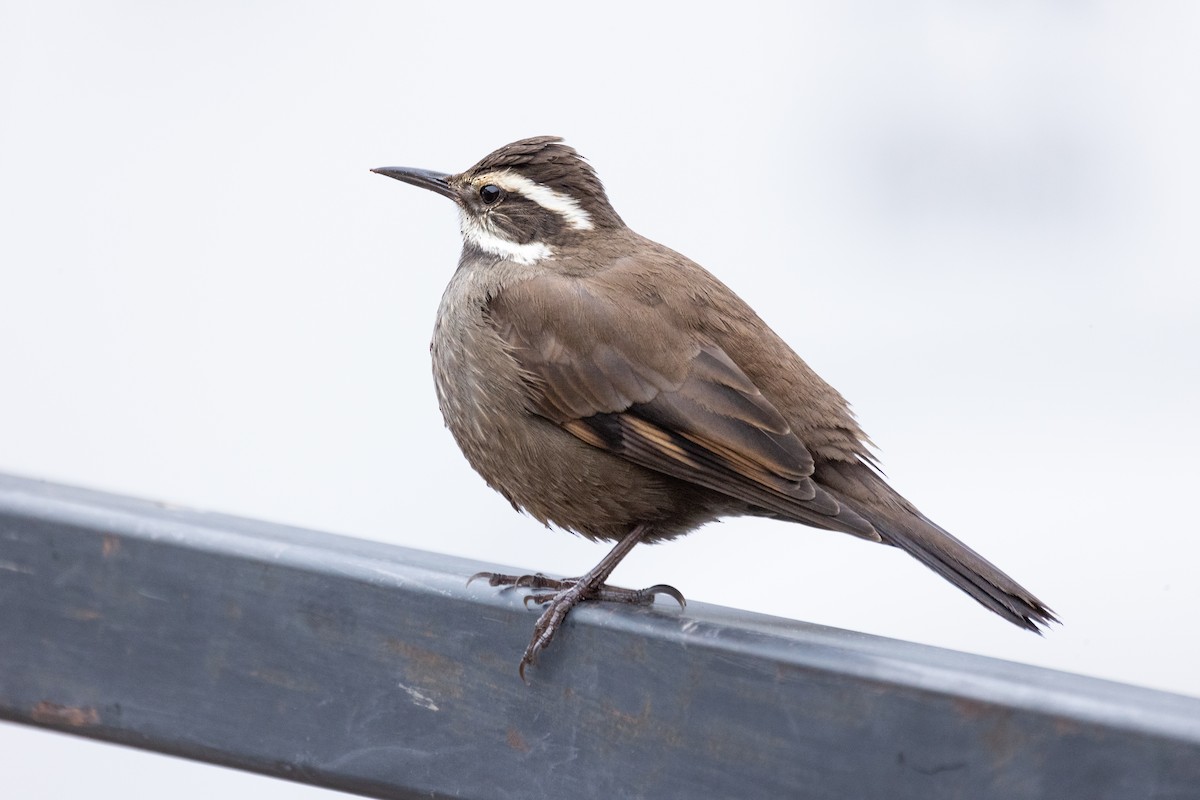 Dark-bellied Cinclodes - ML596542421