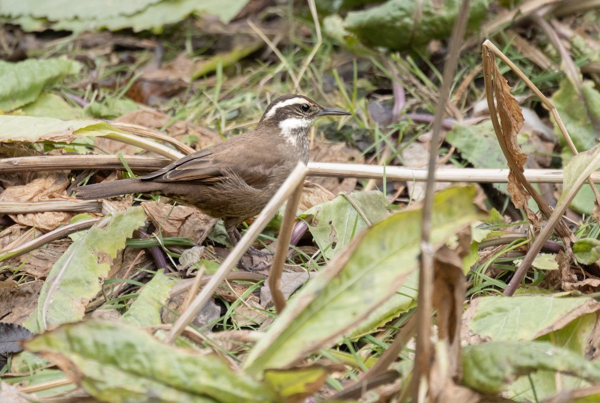 Dark-bellied Cinclodes - ML596542751