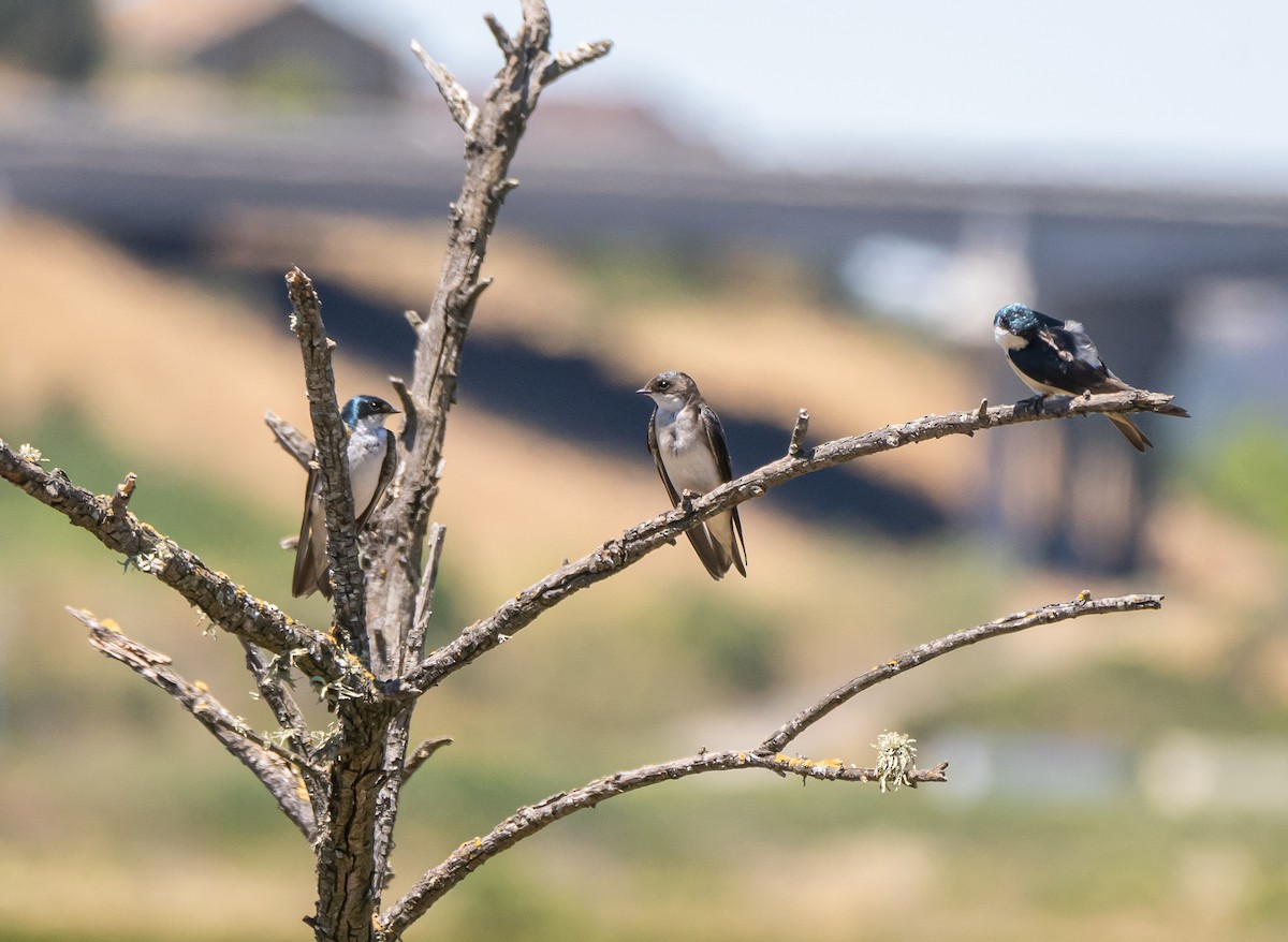 Tree Swallow - ML596542881