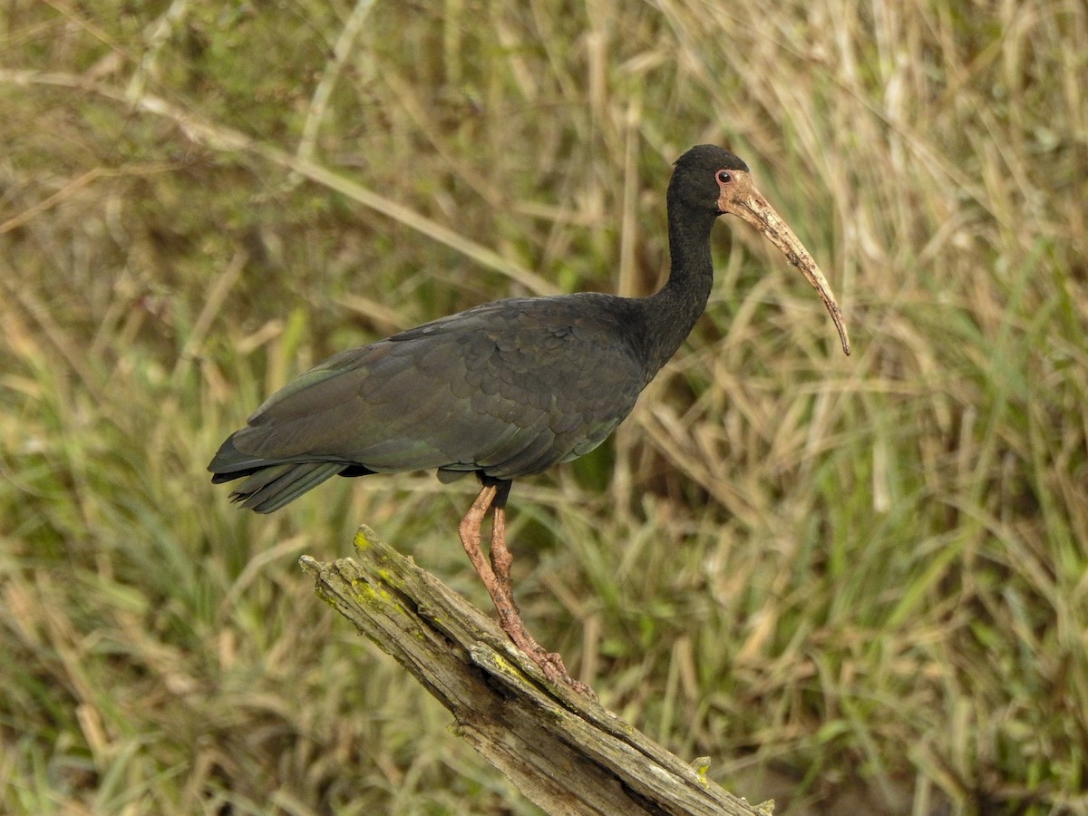 ibis tmavý - ML596543741
