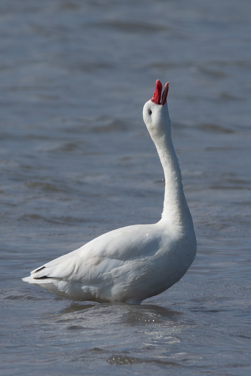 Coscoroba Swan - ML596544021