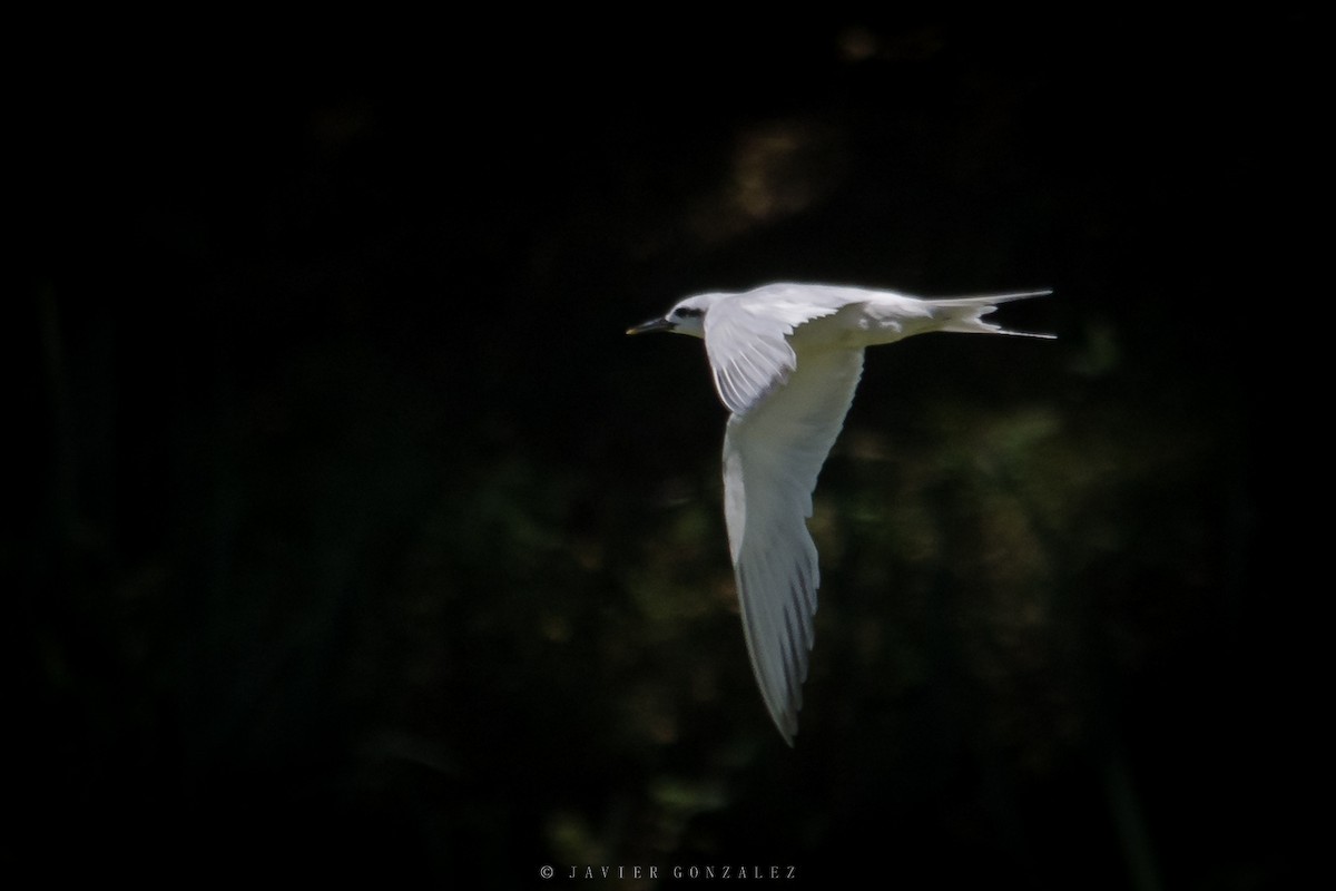 Snowy-crowned Tern - ML596544431