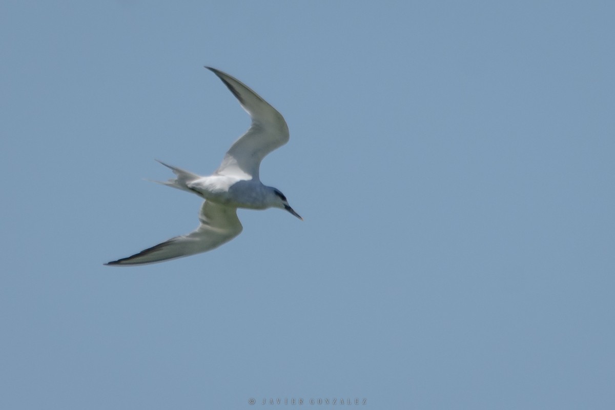 Snowy-crowned Tern - ML596544451