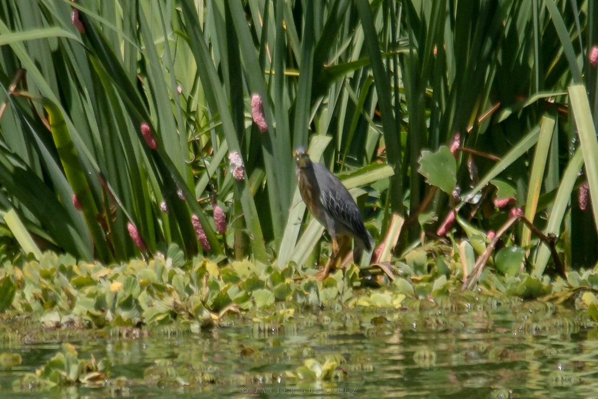 Striated Heron - ML596544521