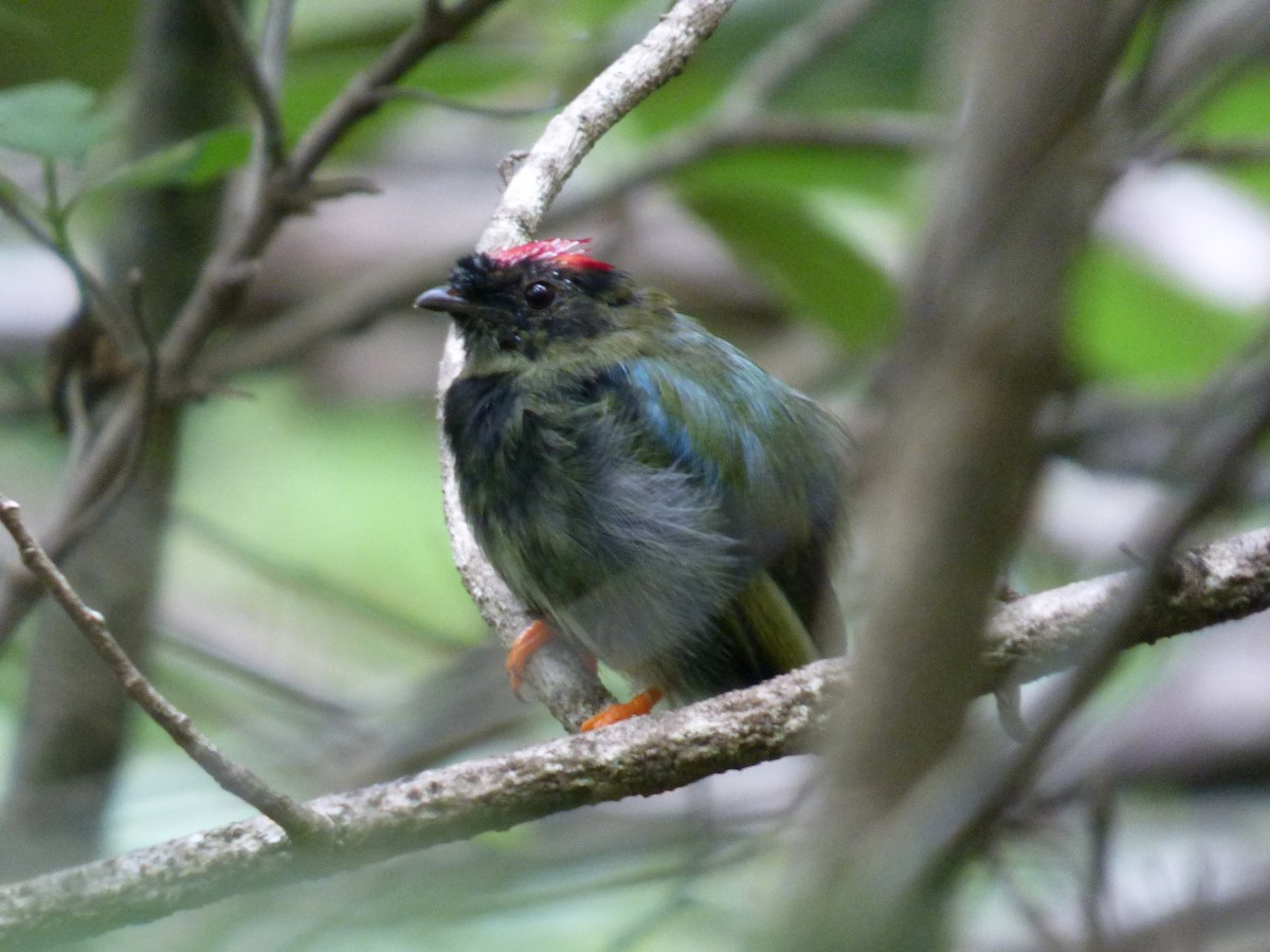 Long-tailed Manakin - ML596544541