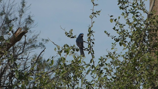 Ultramarine Grosbeak - ML596545101