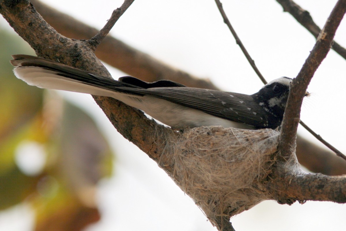 White-browed Fantail - ML59654561