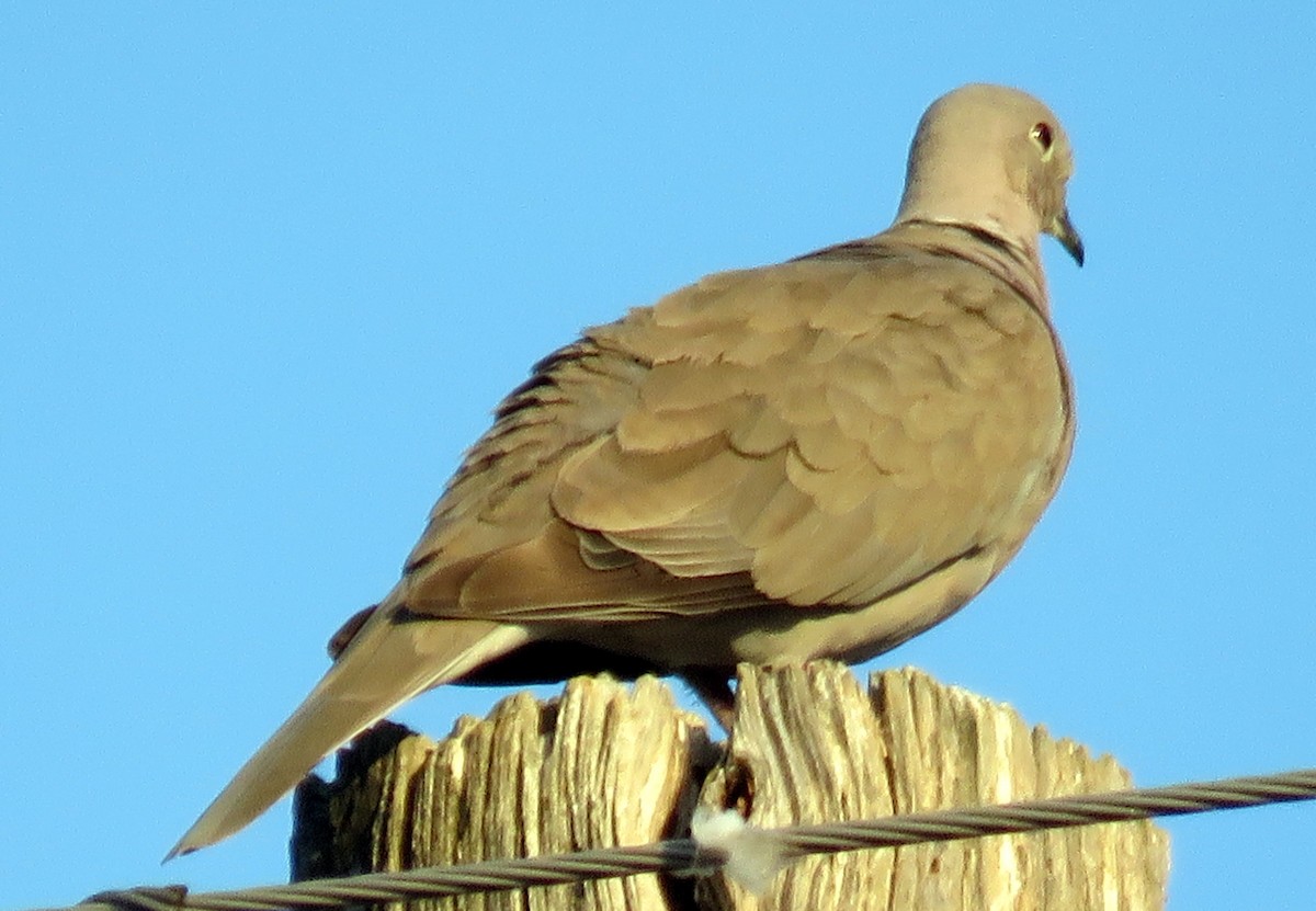 Eurasian Collared-Dove - Bruce Deuel