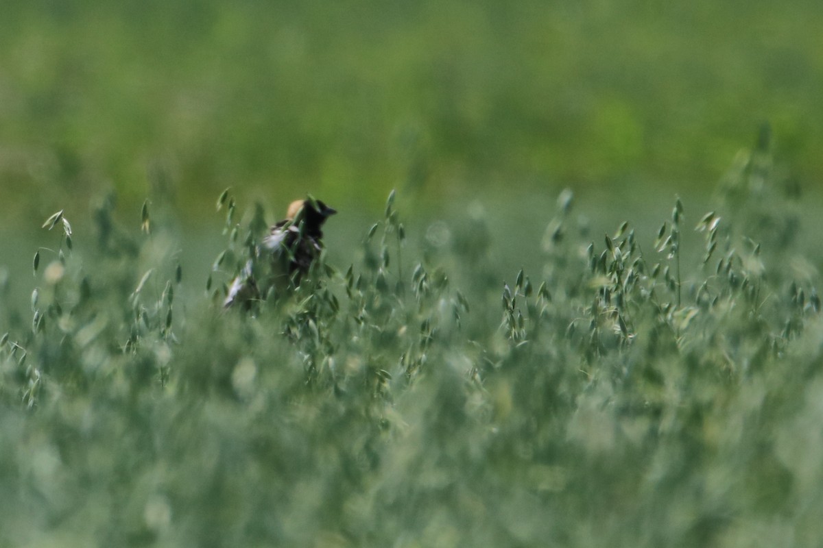 Bobolink - ML596545771