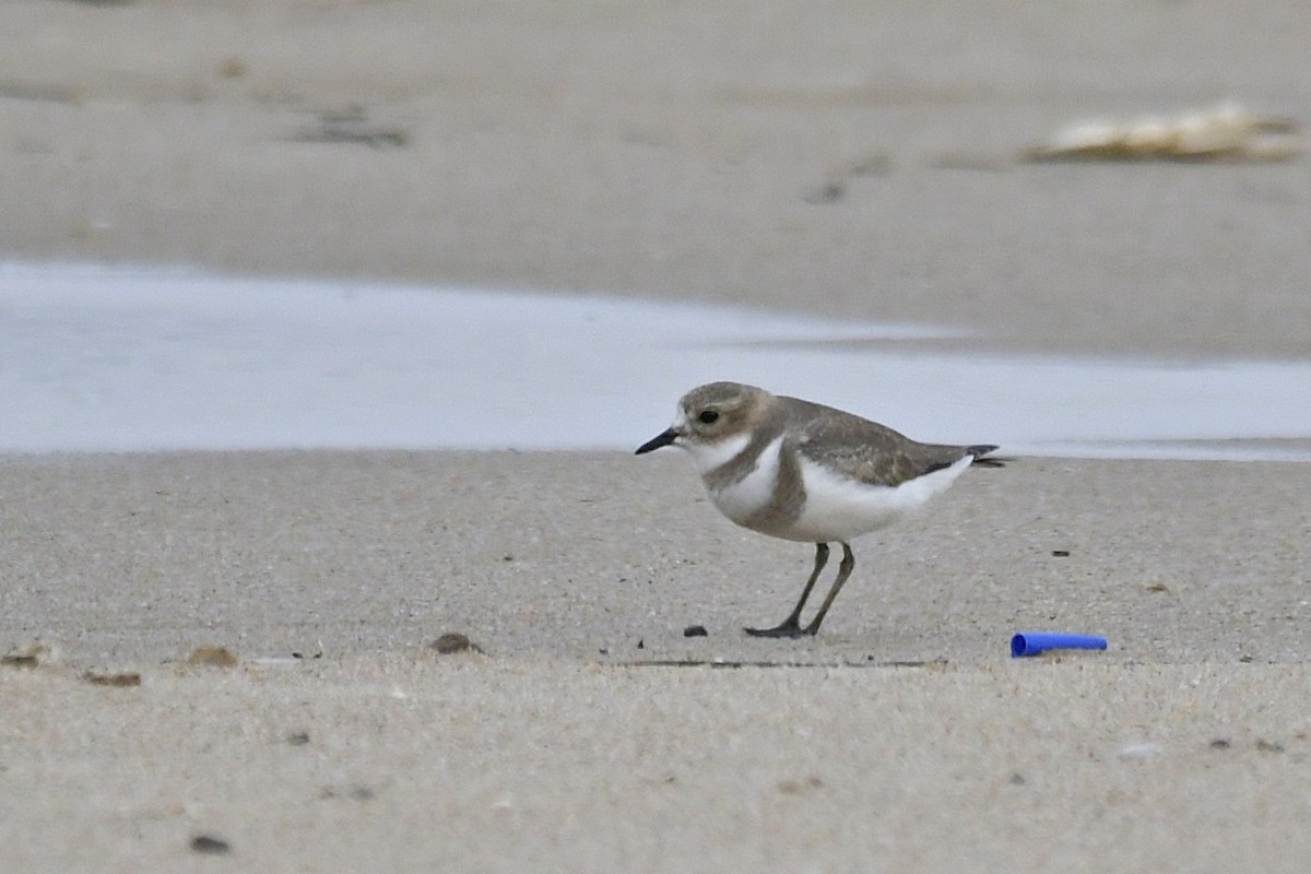 Two-banded Plover - ML596546181