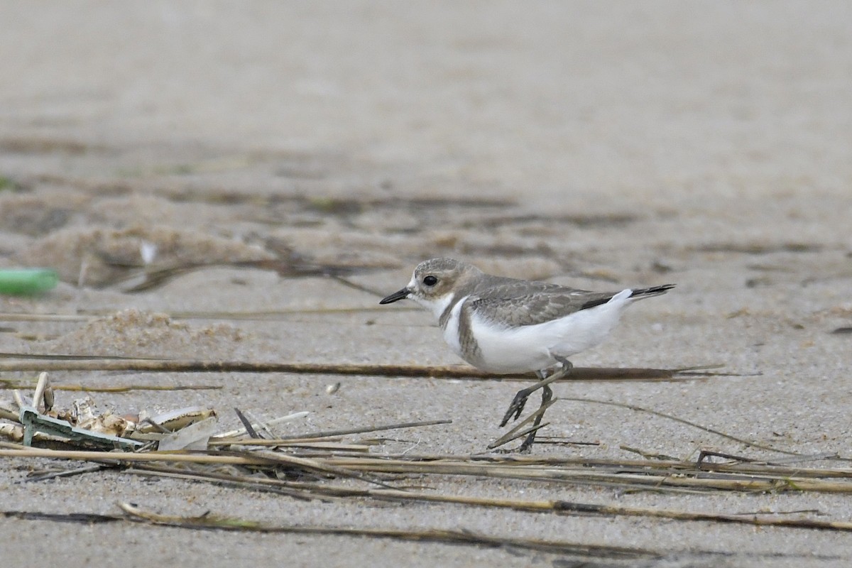 Two-banded Plover - ML596546201