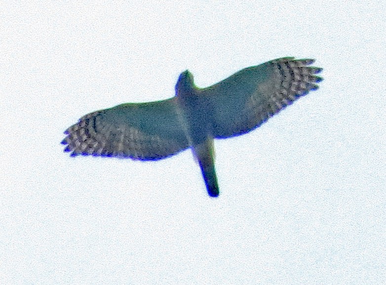 Roadside Hawk - Diane Drobka