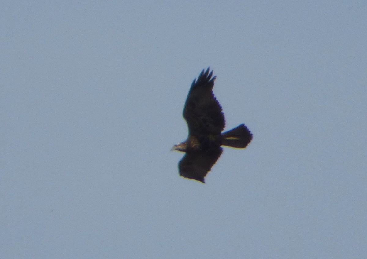 Black-chested Buzzard-Eagle - ML596547481