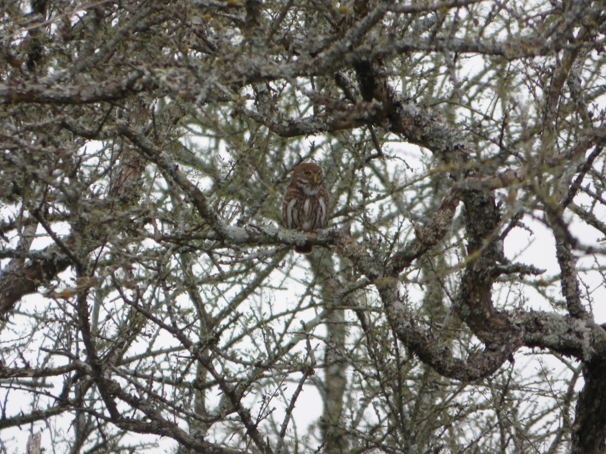 Ferruginous Pygmy-Owl - Pablo Hernan Capovilla