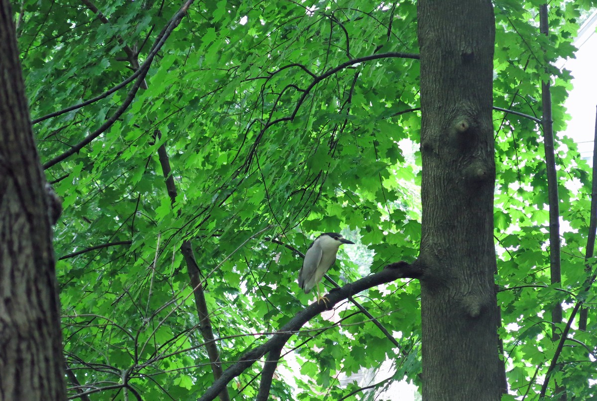Black-crowned Night Heron - ML59654791
